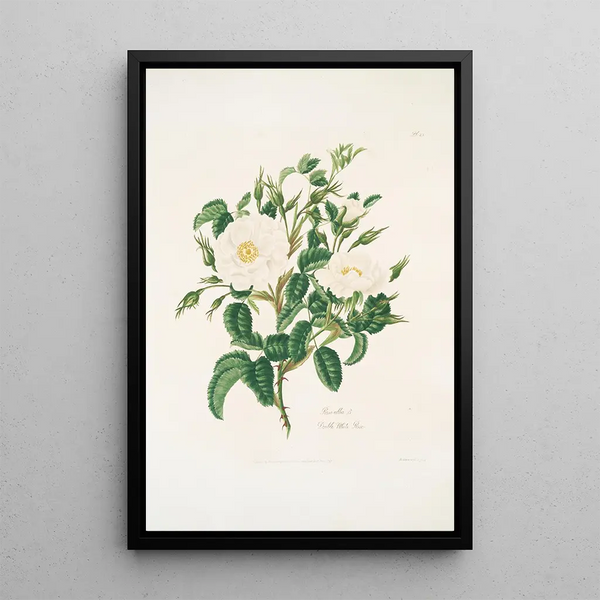 Rosa alba - Mary Lawrance — framed artwork on a wall