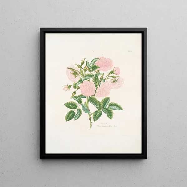 Rosa alba - Mary Lawrance — framed artwork on a wall