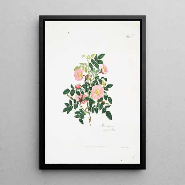 Rosa alpina - Mary Lawrance — framed artwork on a wall