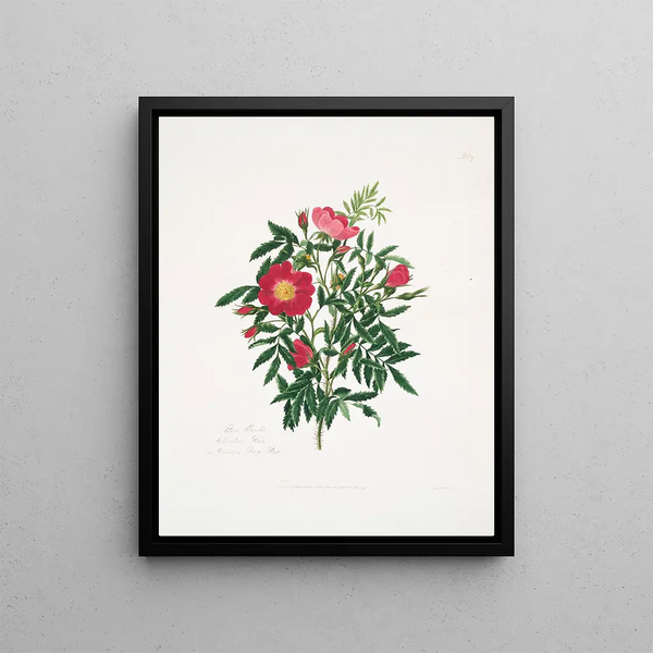 Mélange rose - Mary Lawrance — framed artwork on a wall