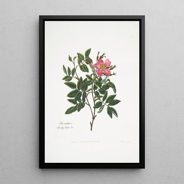 Rosa cardina - Mary Lawrance — framed artwork on a wall