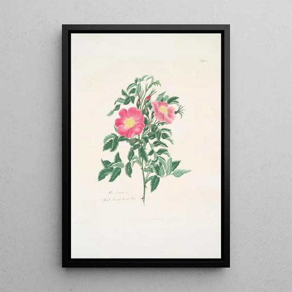 Rosa carolina - Mary Lawrance — framed artwork on a wall