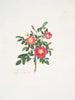 Rosa carolina3 - Mary Lawrance | Painting — artwork view