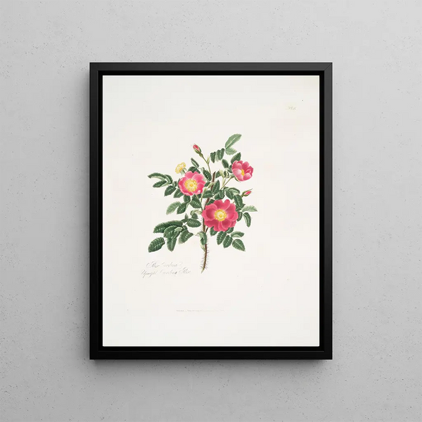 Rosa carolina3 - Mary Lawrance | Painting — framed artwork on a wall
