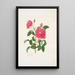 Rosa centifolia - Mary Lawrance — framed artwork on a wall