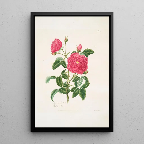 Rosa centifolia - Mary Lawrance — framed artwork on a wall