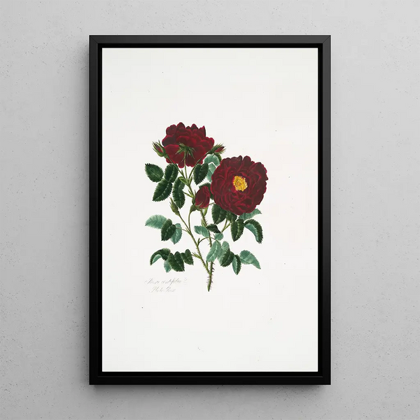 Rosa centifolia - Mary Lawrance — framed artwork on a wall