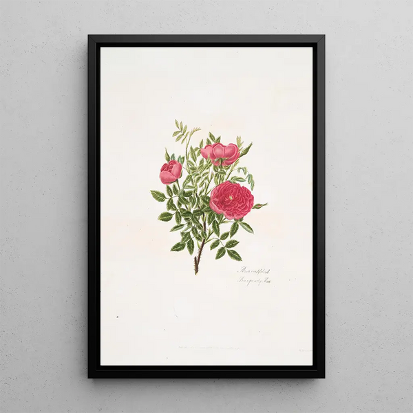 Rosa centifolia - Mary Lawrance — framed artwork on a wall