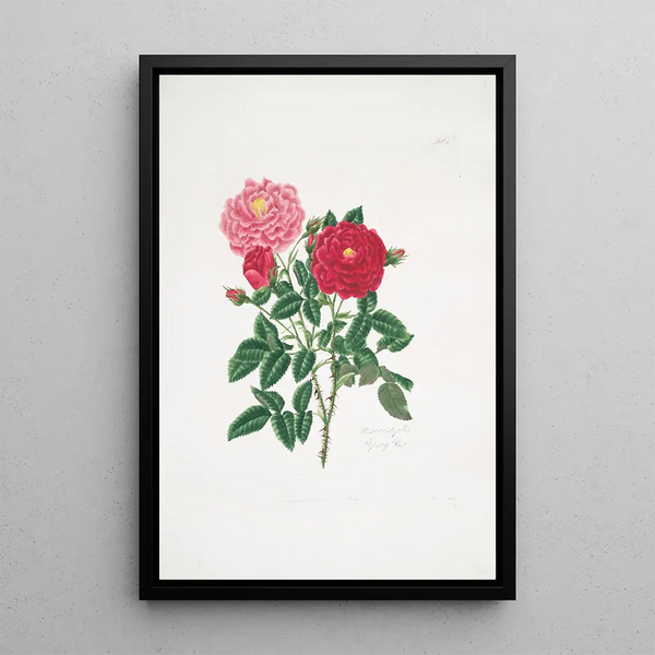 Rosa centifolia - Mary Lawrance — framed artwork on a wall