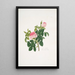 Rosa centifolia - Mary Lawrance — framed artwork on a wall