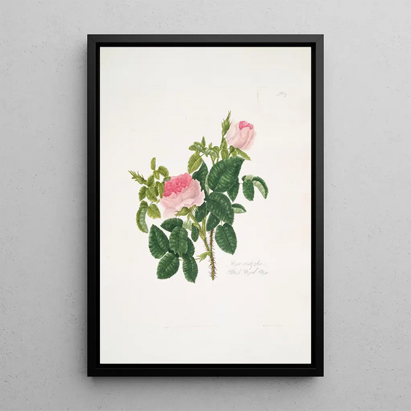 Rosa centifolia - Mary Lawrance — framed artwork on a wall