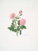 Rosa centifolia8 - Mary Lawrance — artwork view