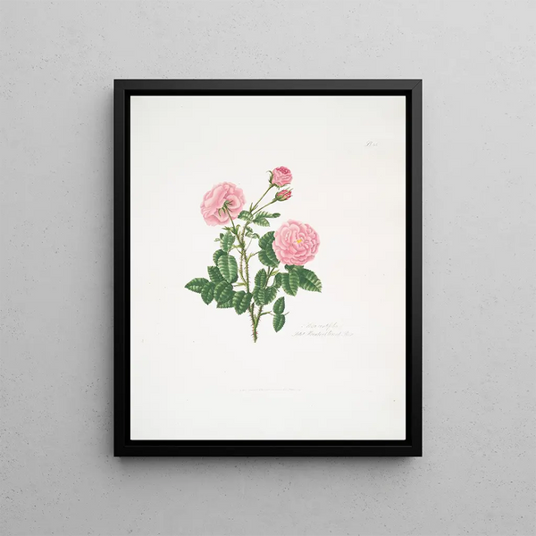 Rosa centifolia8 - Mary Lawrance — framed artwork on a wall