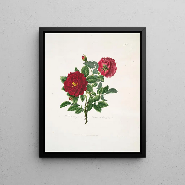 Rose centifolia - Mary Lawrance — framed artwork on a wall