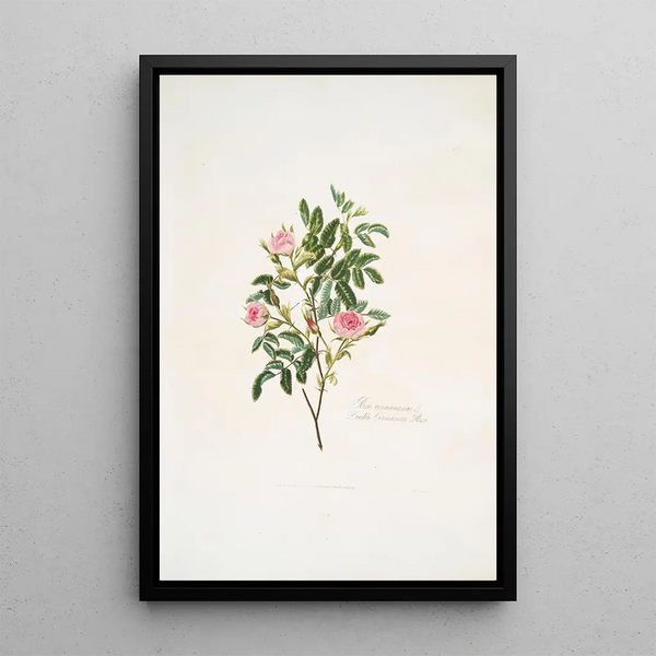 Rosa cinnamomea - Mary Lawrance — framed artwork on a wall