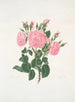 Rose of Damascus - Mary Lawrance — artwork view