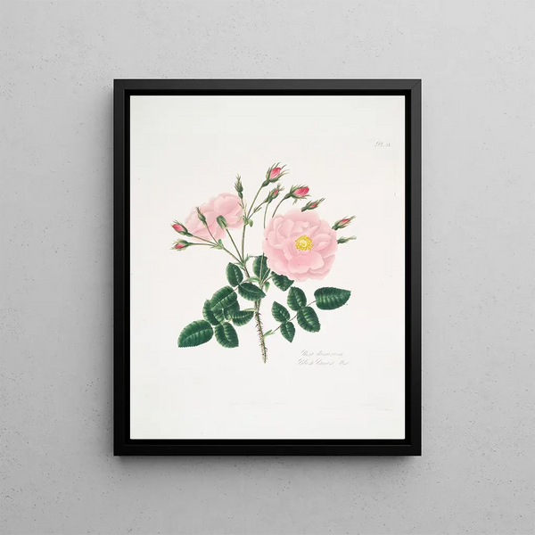 Rose of Damascus 5 - Mary Lawrance — framed artwork on a wall