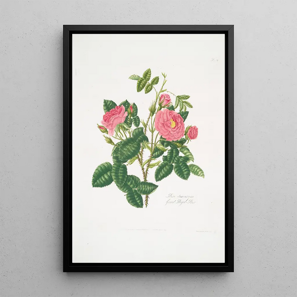 Rosa damascena - Mary Lawrance | Painting — framed artwork on a wall