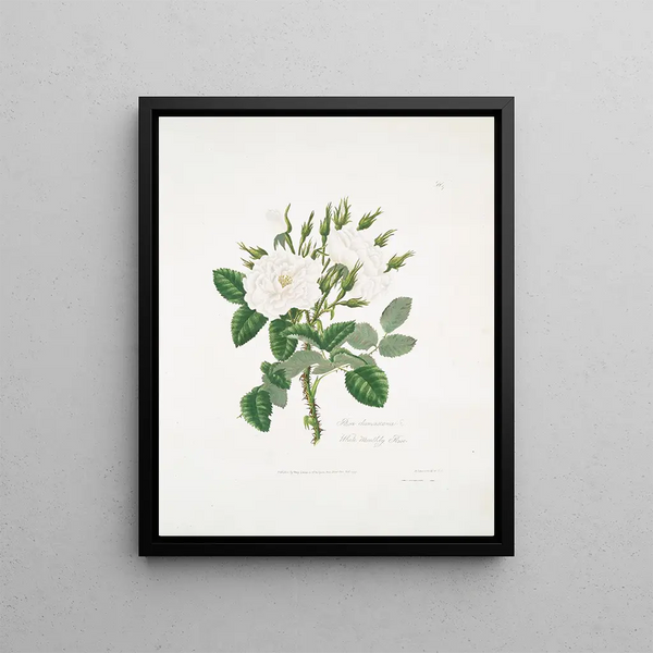 Rose of Damascus 2 - Mary Lawrance — framed artwork on a wall