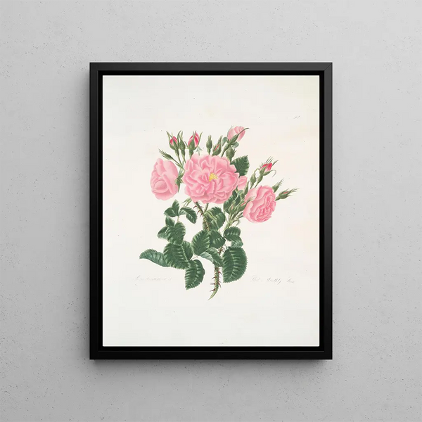Rose of Damascus - Mary Lawrance — framed artwork on a wall