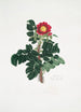 Rosa ferox - Mary Lawrance | Painting — artwork view