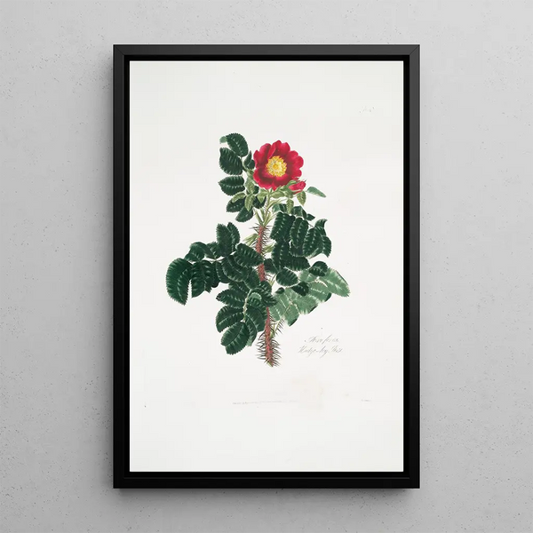 Rosa ferox - Mary Lawrance | Painting — framed artwork on a wall