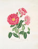 Rose Gauloise Painting - Mary Lawrance — artwork view