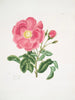 Rose Gauloise2 - Mary Lawrance — artwork view