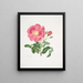 Rose Gauloise2 - Mary Lawrance — framed artwork on a wall