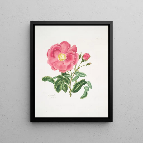 Rose Gauloise2 - Mary Lawrance — framed artwork on a wall