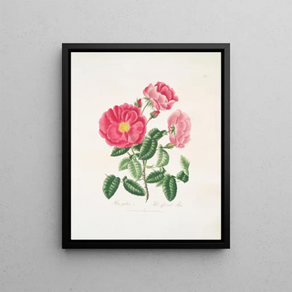 Mary Lawrance - Rosa gallica.webp
