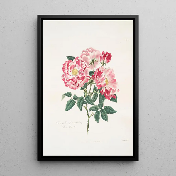 Rosa gallica versicolor - Mary Lawrance | Painting — framed artwork on a wall