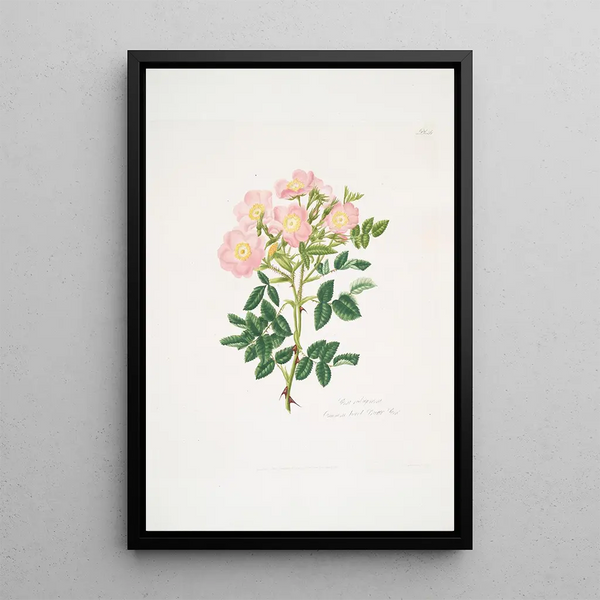 Rosa indigossa - Mary Lawrance — framed artwork on a wall