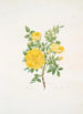 Rosa lutea - Mary Lawrance — artwork view