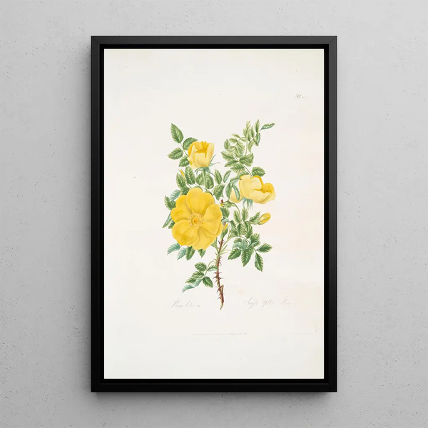 Rosa lutea - Mary Lawrance — framed artwork on a wall