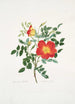 Rosa lutea bicolor - Mary Lawrance — artwork view