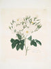 Rose moschata - Mary Lawrance — artwork view