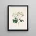 Rose moschata - Mary Lawrance — framed artwork on a wall