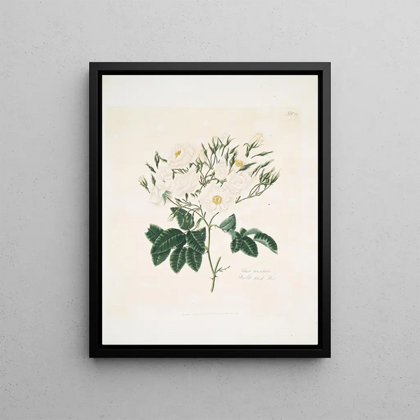 Rose moschata - Mary Lawrance — framed artwork on a wall