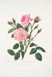 Rosa muscosa - Mary Lawrance — artwork view