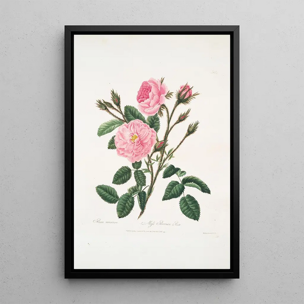 Rosa muscosa - Mary Lawrance — framed artwork on a wall
