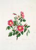 Rosa pendulina - Mary Lawrance — artwork view