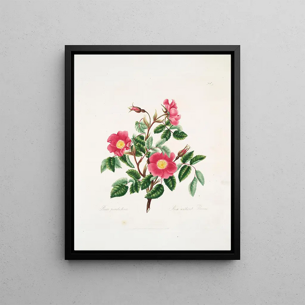 Rosa pendulina - Mary Lawrance — framed artwork on a wall