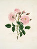 A provincial rose - Mary Lawrance — artwork view