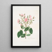 Rosa provincialis - Mary Lawrance | Painting — framed artwork on a wall