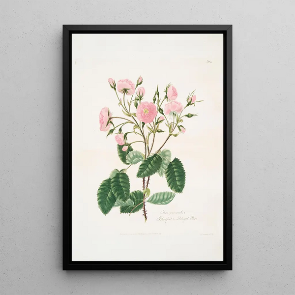 Rosa provincialis - Mary Lawrance | Painting — framed artwork on a wall