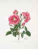 Rosa provincialis3 - Mary Lawrance — artwork view
