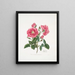 Rosa provincialis3 - Mary Lawrance — framed artwork on a wall