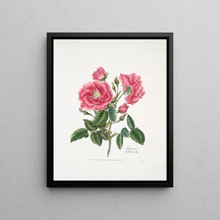 Mary Lawrance - Rosa provincialis3.webp