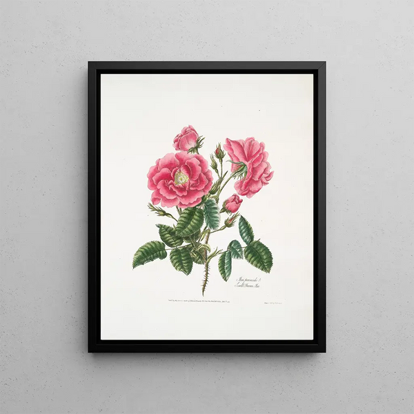 Rosa provincialis3 - Mary Lawrance — framed artwork on a wall